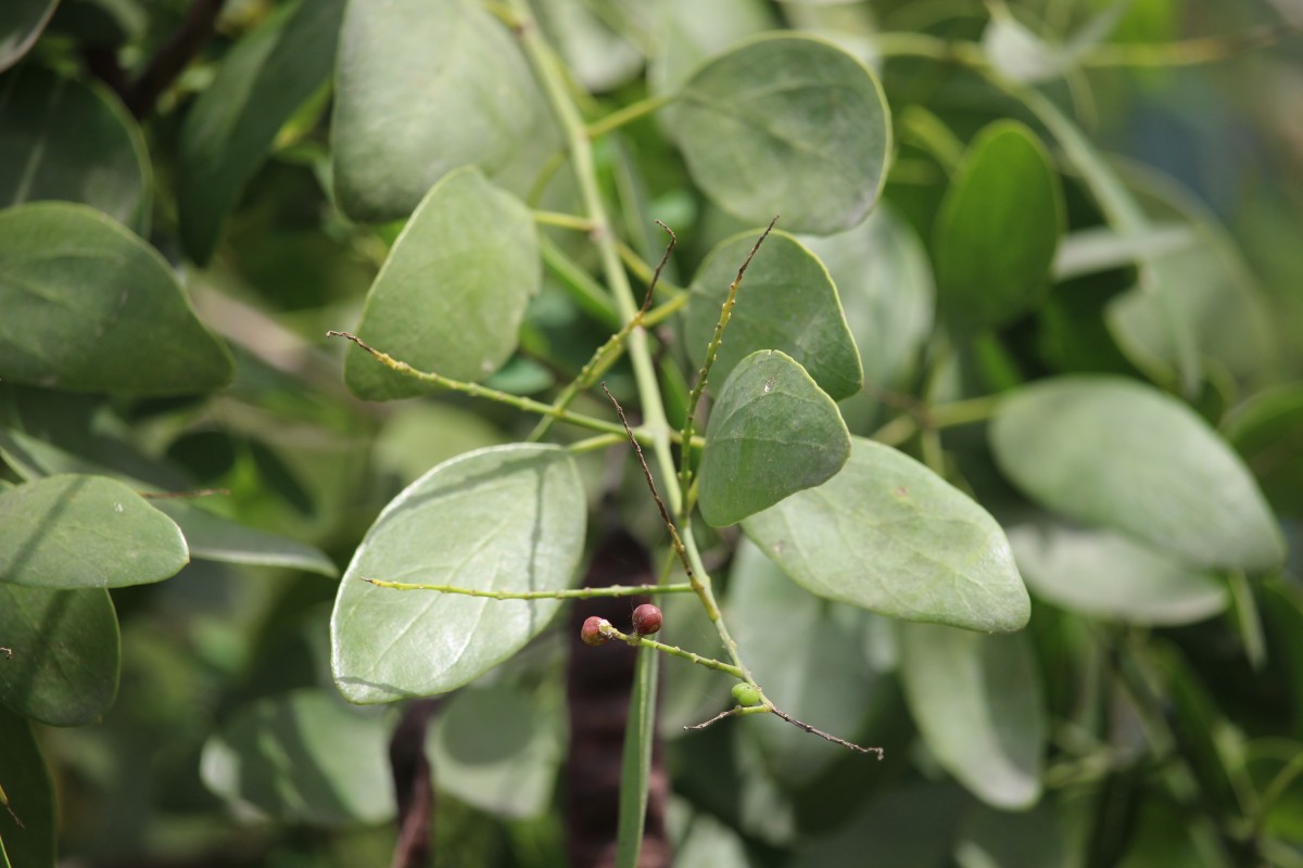 Salvadora persica L.